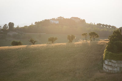 Trees on field against sky