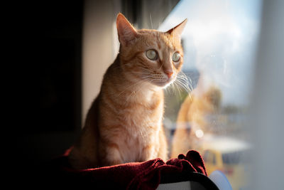 Close-up of a cat looking away