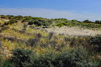 Plants growing on land