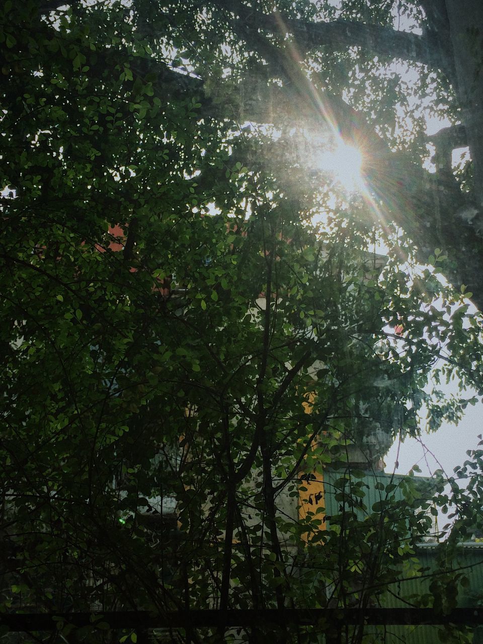 tree, growth, nature, sunbeam, sun, sunlight, low angle view, no people, outdoors, beauty in nature, day, branch