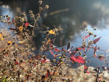 Close-up of autumn leaves on plant at field