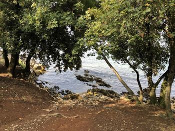 Trees by lake in forest