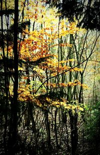 Trees in forest