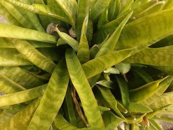 Full frame shot of succulent plant