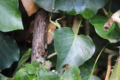 Close-up of snake on plant