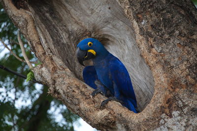 Closeup of blue hyacinth macaw anodorhynchus hyacinthinus in empty tree hollow pantanal, brazil.