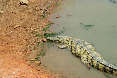 High angle view of crocodile in water