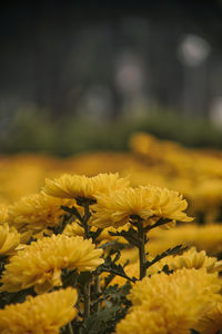 Close-up of fresh yellow flowers