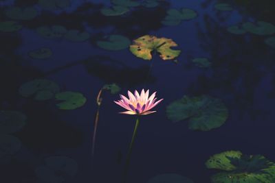 High angle view of pink water lily blooming in pond