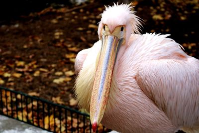 Close-up of a bird