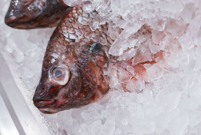Close-up of fish on ice