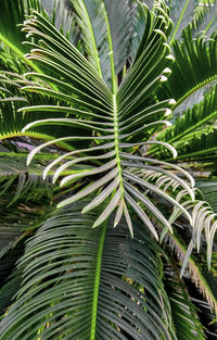 Close-up of palm tree leaves