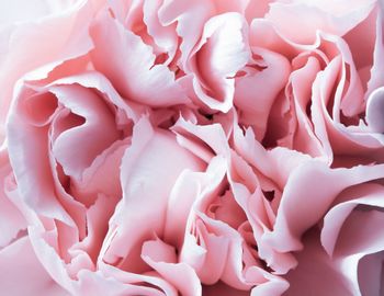Full frame shot of pink roses