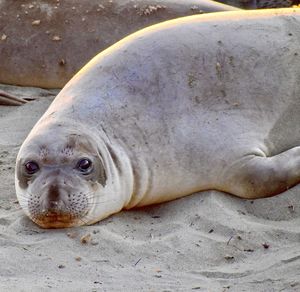 Close-up of cute elephant seal animal lying on sand making funny faces