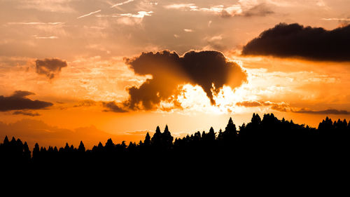 Silhouette of trees during sunset