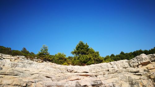 Trees against clear blue sky