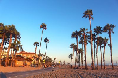 Palm trees on beach against clear blue sky