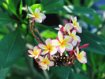 Close-up of frangipani blooming outdoors