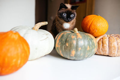 Siamese cat and pumpkins on a white table