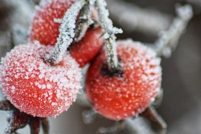 Close-up of frozen berries