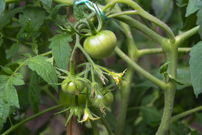 Close-up of fresh green tomato growing in garden