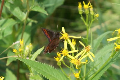 Close-up of butterfly pollinating on flower