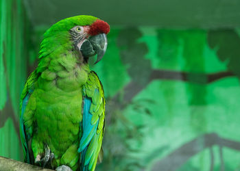 Close-up of parrot perching on leaf