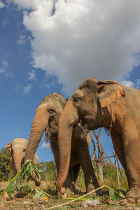 Elephant trekking