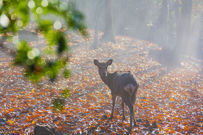 Deer standing on a field