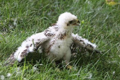 White duck on field