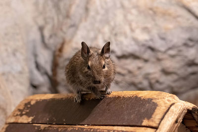 Close-up of squirrel on rock