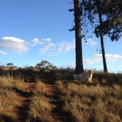 Cow grazing on field