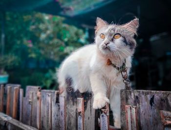 Portrait of cat standing on wood