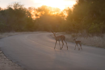 View of deer on road at sunset