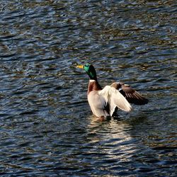 View of birds in water