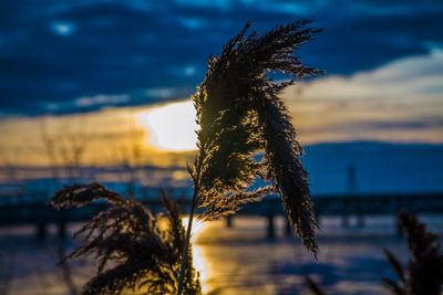 Close-up of plant during sunset