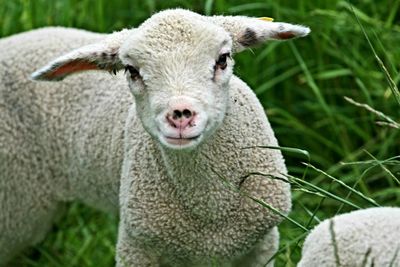 Close-up portrait of a sheep on field