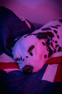 Close-up of dog sleeping on bed