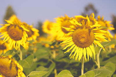 Close-up of yellow flowering plant against sky