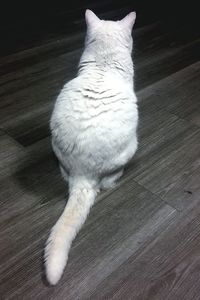 High angle view of white cat