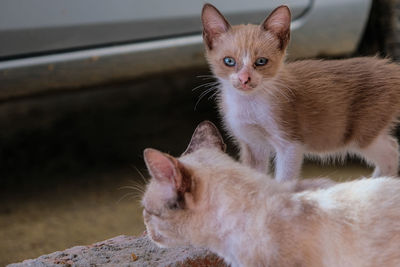 Close-up of a kitten