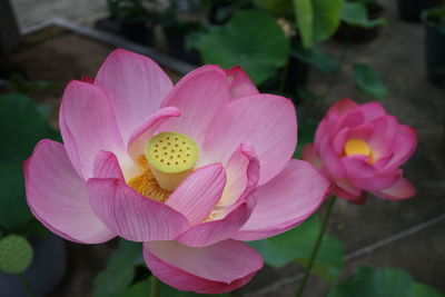 Close-up of pink lotus water lily