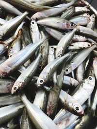 Close-up of fish for sale in market