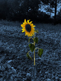 Close-up of yellow flowering plant on field