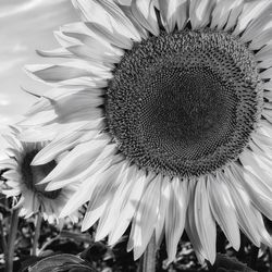 Close-up of sunflower