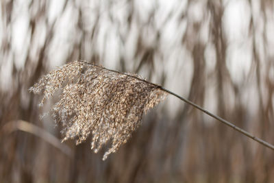 Close-up of dried plant