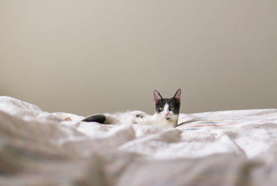 Close-up portrait of cat on bed