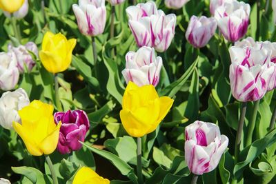 Close-up of pink tulips