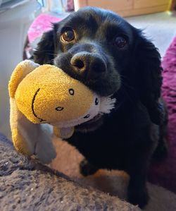 Close-up portrait of a dog