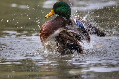 Bird swimming in water